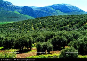 olivos-provincia-de-malaga--espana_3126