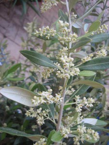 olivo-en-flor