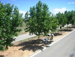 Monumento-al-trabajo-Carinyena