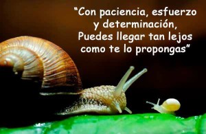 con-paciencia-esfuerzo-y-determinacion_1621