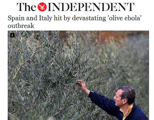 independent-ebola-olivo
